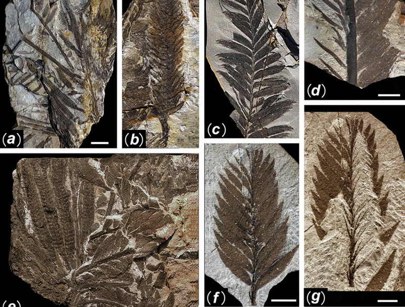 Illustration for article titled First Photos of China's 298-Million-Year-Old Buried Forest